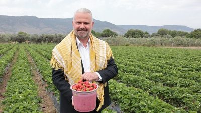 Menemen'in lezzeti ve kokusuyla meşhur Emiralem çileği için festival zamanı