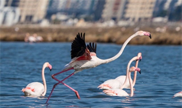 Flamingo Yolu turları bayramda da devam ediyor İZDENİZ, Kurban Bayramı’nda İzmirlileri ve kent ziyaretçilerini Gediz Deltası’nın eşsiz
