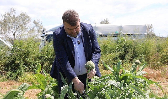 Tarlaya inen Başkan Yetişkin, üreticilerle birlikte enginar topladı, onların talep