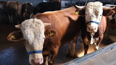 Kurban Bayramı’na 10 gün kala İnegöl Belediyesi Modern Hayvan Pazarında