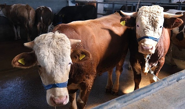 Kurban Bayramı’na 10 gün kala İnegöl Belediyesi Modern Hayvan Pazarında