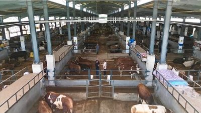 İnegöl Belediyesi Modern Hayvan Pazarı, Kurban Bayramı sürecinde hem üreticilerin