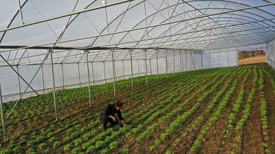 Kocaeli Büyükşehir Belediyesi, kaliteli mahsul ve yüksek verim elde edilmesi