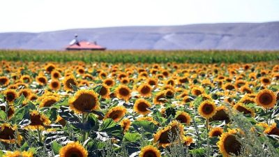 PepsiCo Türkiye, Dünya Çiftçiler Günü vesilesiyle, Pep+ stratejisi doğrultusunda tarladan
