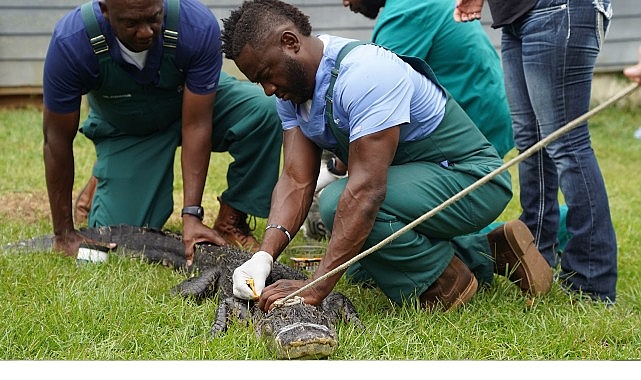 ‘Veteriner Dostlar: En İyiler’, 30 Mayıs Cumartesi Saat 21.00’de National Geographic WILD Ekranlarında! Kırsal Georgia’da Dr. Hodges ve Ferguson için tempo hiç düşmüyor.