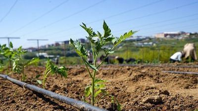 Beylikdüzü Belediyesi’nin “üreten kent” hedefiyle hayata geçirdiği Yaşam Bahçesi’nde yaz