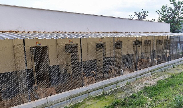 Yenişehir Belediyesi, 15 bin metrekarelik dev alanda kurduğu Geçici Hayvan