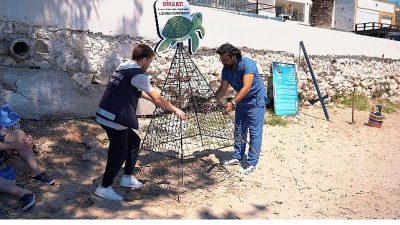 Didim kıyıları, her yıl olduğu gibi bu yıl da caretta