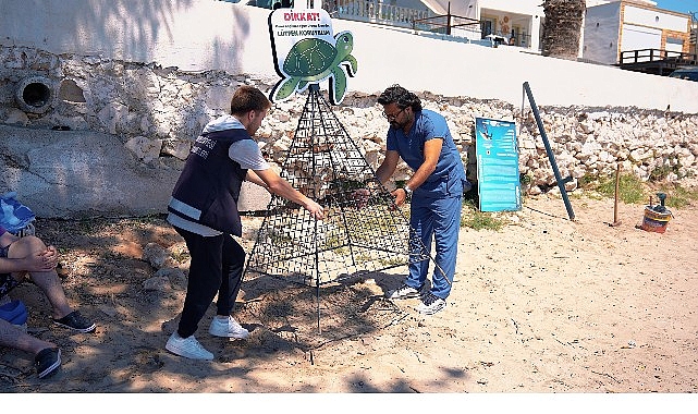 Didim kıyıları, her yıl olduğu gibi bu yıl da caretta