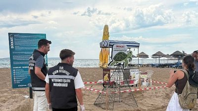 Didim’de Manastır Koyu’nda kıyıya çıkan ve yönünü şaşırarak balçıklı alana