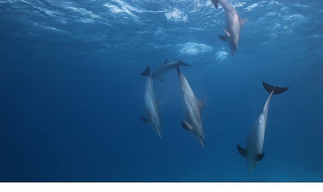 ‘Kızıldeniz: Yaşamın Büyülü Bahçesi’, 14 Haziran Pazar Saat 20.00’de National Geographic WILD Ekranlarında İzleyicilerle Buluşuyor! Kızıldeniz’in dev resiflerinden çöllerindeki egzotik yaşama kadar bu doğa harikasını