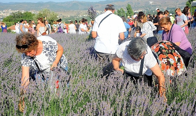 Seferihisar Belediyesi'nin geleneksel hale getirdiği Lavanta Hasat Şenliği bu yıl