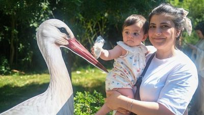 Kocaeli Büyükşehir Belediyesi’nin yaban hayatını koruma çalışmaları kapsamında Ormanya’da yaşatılan