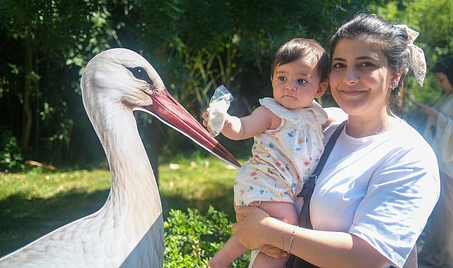 Kocaeli Büyükşehir Belediyesi’nin yaban hayatını koruma çalışmaları kapsamında Ormanya’da yaşatılan