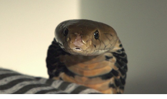 2 Bölümden Oluşan ‘Şehirdeki Yılanlar: İstila’, 4 ve 11 Temmuz Cumartesi Saat 20.00’de National Geographic WILD Ekranlarında İzleyicilerle Buluşuyor! Kamusal alanlardaki zehirli yılanlar panik yaratırken, halkı sakinleştirmek ve yılanları