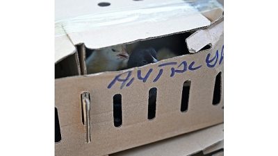 Antalya Büyükşehir Belediyesi zabıta ve güvenlik görevlilerince, Antalya Şehirlerarası Otobüs