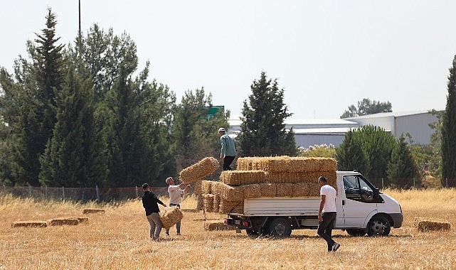 Buca Belediyesi’nden hayvancılığa can suyu Buca Belediyesi, köyler bölgesinde hayvancılıkla geçinen üreticilere ücretsiz saman balyası