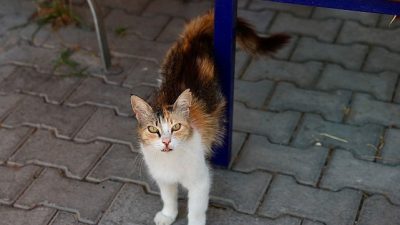 Buca Belediyesi’nin can dostlar için başlattığı sahiplendirme kampanyası, duyarlı vatandaşların