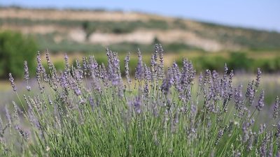 Didim Belediyesi, Akköy Tıbbi Aromatik Bitkiler ve Süs Bitkileri Fidanlığı'nda
