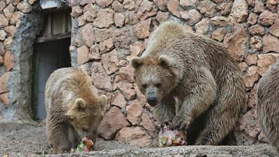 Antalya’da etkili olan sıcak hava insanlar kadar hayvanları da olumsuz