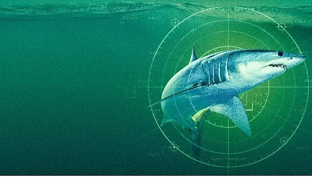 ‘Dünyanın En Büyük Mako Köpekbalığı’, 19 Temmuz Pazar Saat 20.00’de National Geographic WILD Ekranlarında! Bir bilim insanı ekibi ve bir görüntü yönetmeni, dev mako