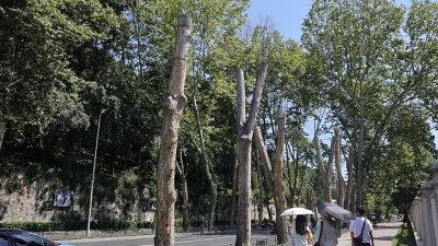 İBB, Dolmabahçe ve Çırağan caddelerindeki tarihi çınarları tehdit eden ve