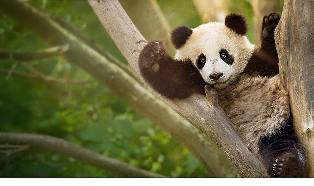 İzleyicileri Eğlenceli Bir Yolculuğa Çıkaracak ‘Panda Akademisi’, 2 Ağustos Pazar Saat 20.00’de National Geographic WILD Ekranlarında Başlıyor! Gezegenin en sevimli ve sakar ayıları olan dev pandalar, Çin'in