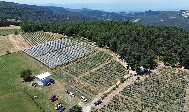 İznik’te Maviyemiş Hasadı Başladı Bursa Valiliği İl Tarım ve Orman Müdürlüğü tarafından yürütülen “Organik
