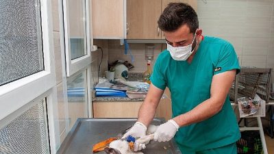 Karşıyaka Belediyesi, sahipsiz can dostların yaşam kalitesini artırmak ve hayvan
