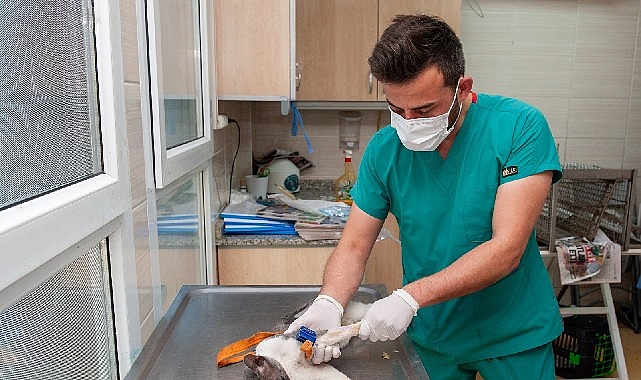 Karşıyaka Belediyesi ekipleri can dostlar için sahada Karşıyaka Belediyesi, sahipsiz can dostların yaşam kalitesini artırmak ve hayvan