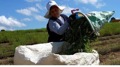 Kocaeli Büyükşehir Belediyesi tarafından ‘Tıbbi ve Aromatik Bitki Yetiştiriciliği Projesi’
