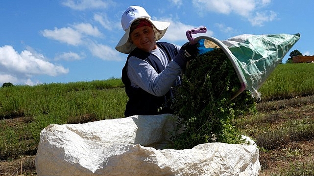 Kekik üretiminde hasat heyecanı Kocaeli Büyükşehir Belediyesi tarafından ‘Tıbbi ve Aromatik Bitki Yetiştiriciliği Projesi’