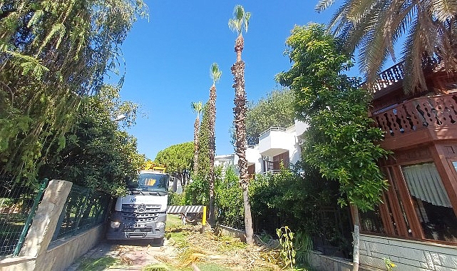 Kemer’de yeşil alanlarda bakım çalışmaları Kemer Belediyesi Park ve Bahçeler Müdürlüğü ekipleri, Kemer genelinde yeşil