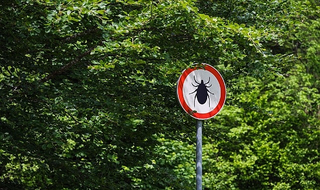 Kene Isırığında Erken Müdahale Hayat Kurtarıyor Yaz aylarında doğada geçirilen sürenin artması, kene kaynaklı hastalıklara karşı