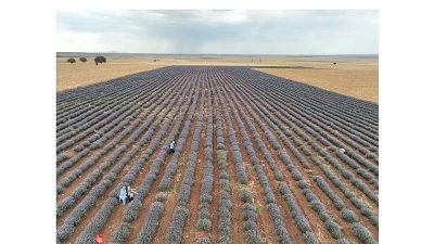 Konya Büyükşehir Belediyesinin kurak ve atıl alanların üretime kazandırılması, çiftçilerin
