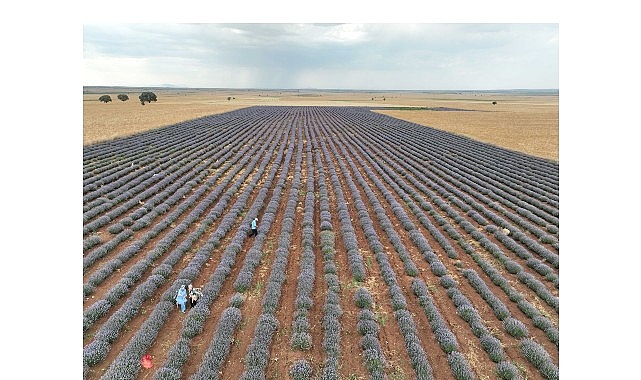 Konya Büyükşehir Belediyesinin kurak ve atıl alanların üretime kazandırılması, çiftçilerin