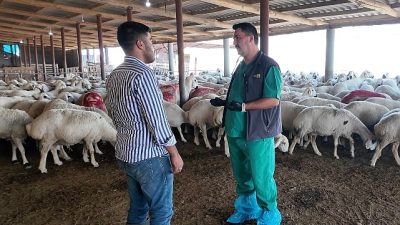 Konya Büyükşehir Belediyesi, şehir genelinde hayvancılığın sürdürülebilirliğini güçlendirmek ve maliyetleri