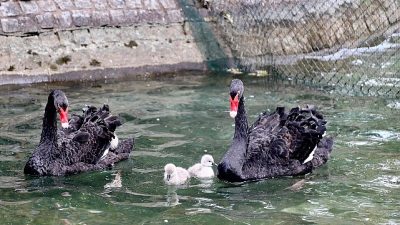 Ankara’nın simge noktalarından biri olan Kuğulu Park’ta, kuğu ailesine katılan