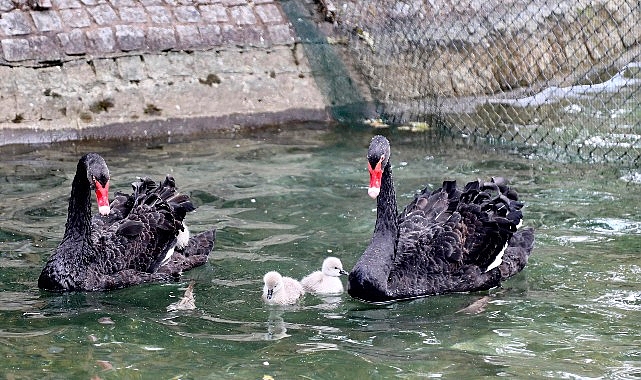 Ankara’nın simge noktalarından biri olan Kuğulu Park’ta, kuğu ailesine katılan
