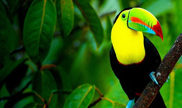 ‘Vahşi Kosta Rika’, 2 Ağustos Pazar Saat 21.00’de İzleyicileri National Geographic WILD Ekranlarında Büyüleyici Bir Yolculuğa Çıkarıyor! Filipe DeAndrade, vahşi doğanın en sıra dışı, gizemli ve göz