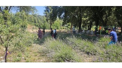 Kemer Belediyesi tarafından turizmi çeşitlendirmek amacıyla Gedelme Yaylası'nda oluşturulan lavanta