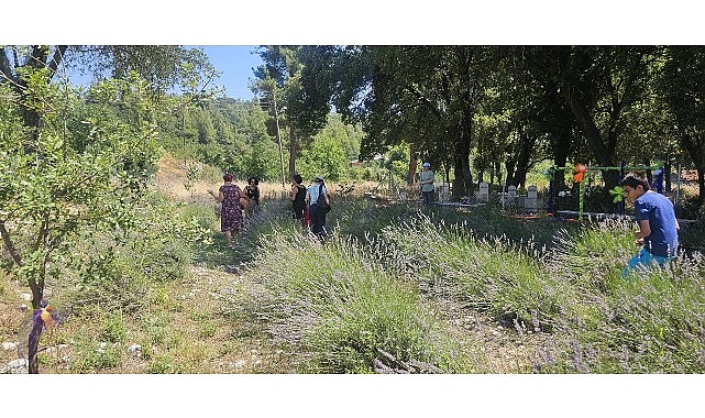Kemer Belediyesi tarafından turizmi çeşitlendirmek amacıyla Gedelme Yaylası'nda oluşturulan lavanta
