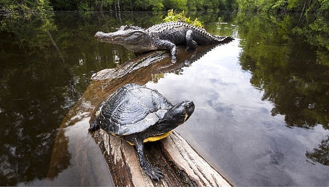 ‘Amerika’nın Amazonu’, 29 Ağustos Cumartesi Saat 20.00’de National Geographic WILD’da! Kuzey Amerika’nın gizli vahşi doğası Amerikan Amazonu’nu keşfederek panterler, siyah