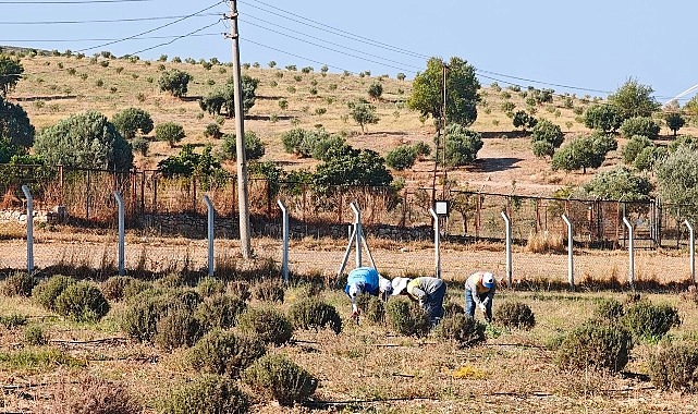 Didim Belediyesi Üretiyor, Didim Güzelleşiyor Didim Belediyesi, Akköy Tıbbi Aromatik Bitkiler ve Süs Bitkileri Fidanlığı'nda