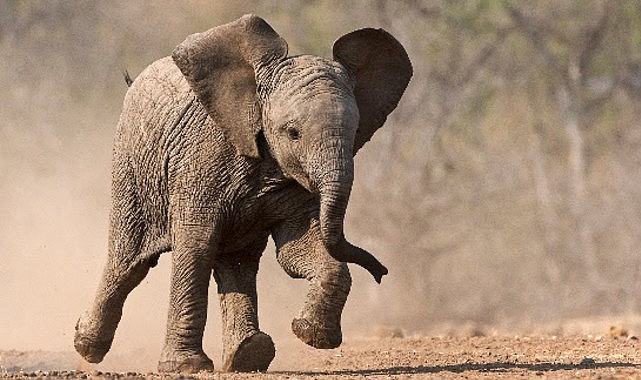 ‘Küçük Devler’, 23 Ağustos Pazar Saat 20.00’de National Geographic WILD Ekranlarında! Botsvana’nın el değmemiş doğasında, yeni doğan canlıların amansız var olma