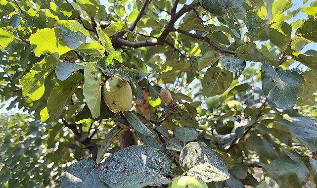 Menderes’te Akdeniz Meyve Sineğine Karşı Biyoteknik Mücadele İzmir’in Menderes ilçesinde, tarımsal üretimde zararlılarla mücadelede çevre dostu ve