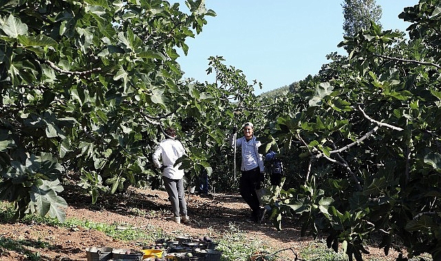 Mudanya Belediye Başkanı Deniz Dalgıç, Mürsel'de incir hasadına katıldı. İncir