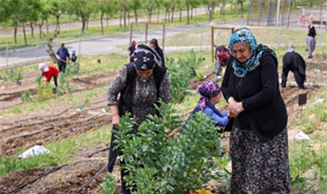 İzmir Büyükşehir Belediyesi’nin kent içinde tarımı teşvik eden ve kadın