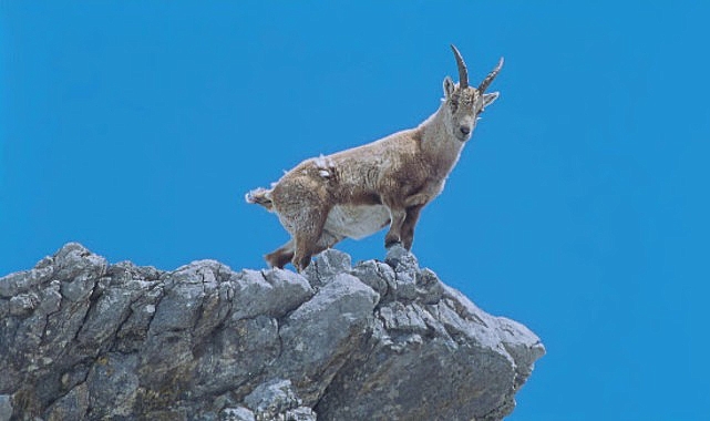4 Bölümlük ‘Almanya’nın Büyülü Dağları’, 5 ve 12 Eylül Cumartesi Saat 21.00’de İki Bölüm Art Arda National Geographic WILD Ekranlarında! İzleyiciler büyüleyici ve bir o kadar da düşündürten bu seride