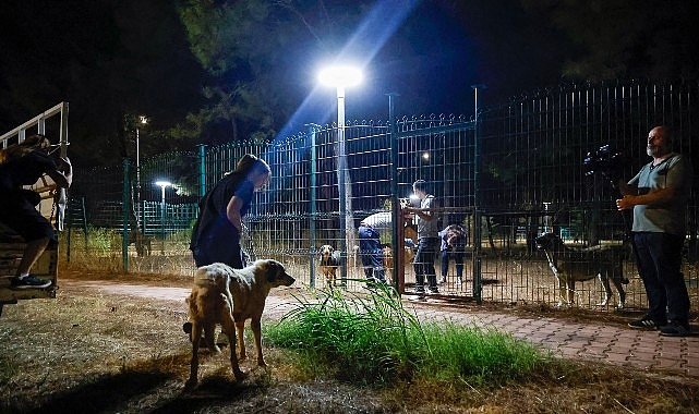 Büyükşehir ekipleri can dostlar için seferber oldu Kimi alevlerden kaçtı, kimi dumanın arasında mahsur kaldı. Yangının geride